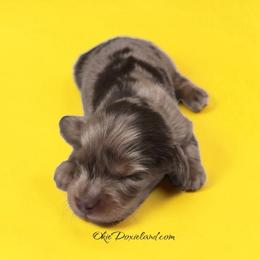 Neo - Chocolate and tan male Dachshund puppy in Oklahoma City, Oklahoma from OkieDoxieland Dachshunds