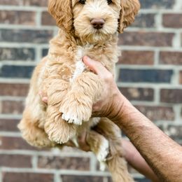 Goldendoodle Puppies from Gentry Doodles