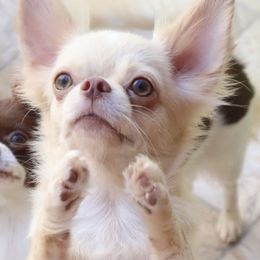 Gia - Chihuahua