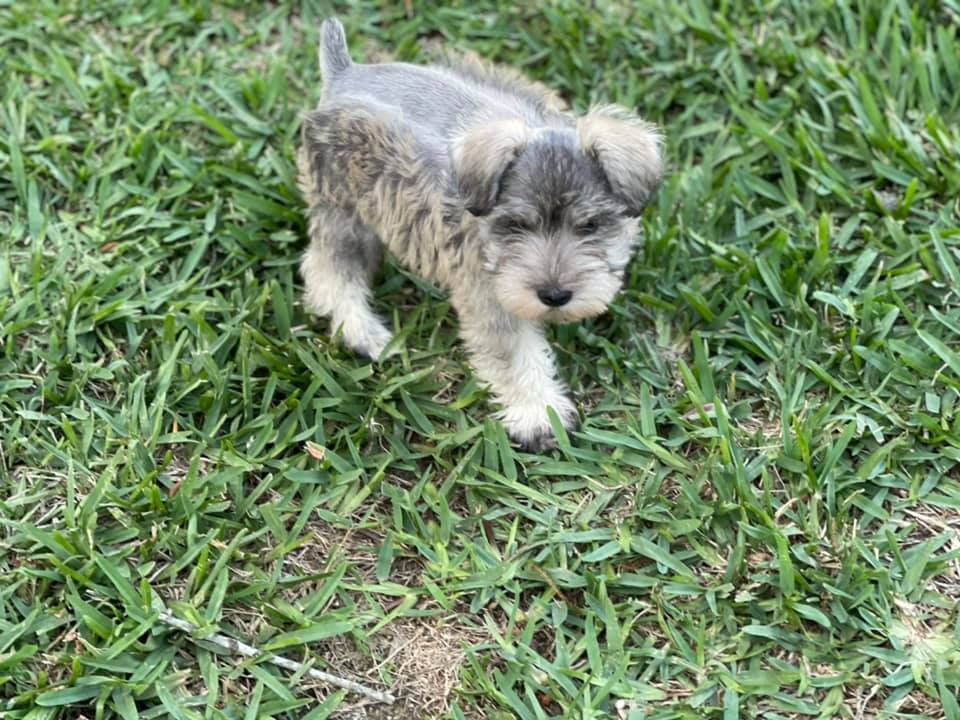 Smiths schnauzers hot sale