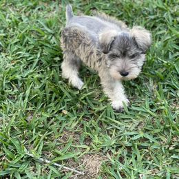 Cocker Spaniel and Miniature Schnauzer Puppies from Smith’s Schnauzer Den