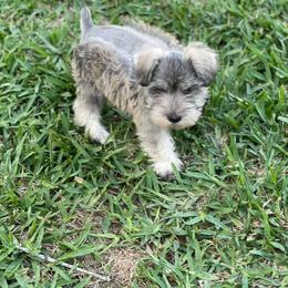 Cocker Spaniel and Miniature Schnauzer Puppies from Smith’s Schnauzer Den