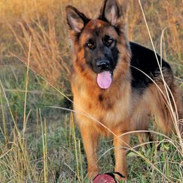 German Shepherd All Grown Up from Haus Wesmiller