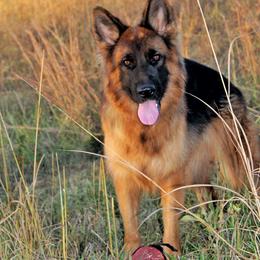 German Shepherd All Grown Up from Haus Wesmiller
