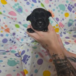 Female 2 - Black brindle female Cane Corso puppy in Mason City, Illinois from Red Wood Cane Corso