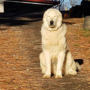 Fid - Maremma Sheepdog