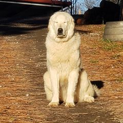 Fid - Maremma Sheepdog