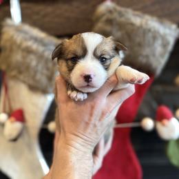 Nemo- black collar - Red male Pembroke Welsh Corgi puppy in Benjamin, Utah from Nuna’s  Corgis