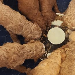Goldendoodles from ~ Samantha's Goldendoodles ~