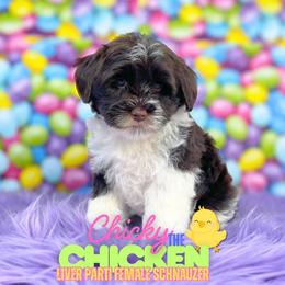 Chicky the Chicken - Liver female Miniature Schnauzer puppy in Cypress, Texas from Brady's Birddogs