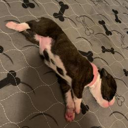 Girl 5 - Brindle Boxer puppy in Colorado Springs, Colorado from Premier Puppies