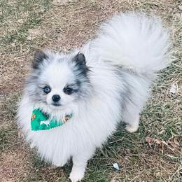 Dutch - Pomeranian