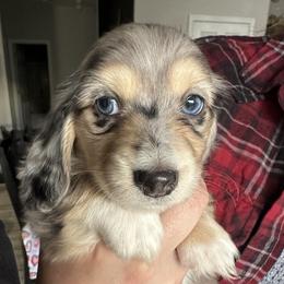 Boy 2 - Black and cream male Dachshund puppy in Casa Grande, Arizona from Short and Sassy Dachshunds of AZ