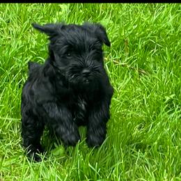 Miniature Schnauzer Puppies from Chantel's Miniature Schnauzers