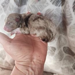 Leaf - Red merle male Miniature Australian Shepherd puppy in Marysville, Washington from Garay Mini Aussies