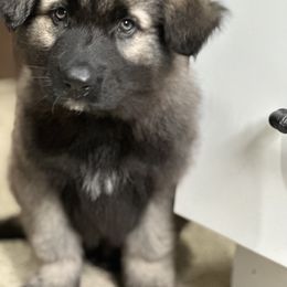 Shiloh Shepherd Puppies from Echo Shilohs