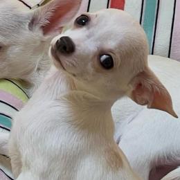 Tofu - White male Chihuahua puppy in Framingham, Massachusetts from Boston Chi Chis