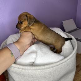 Dachshund Puppies from Shannon Dolly’s Dachshunds