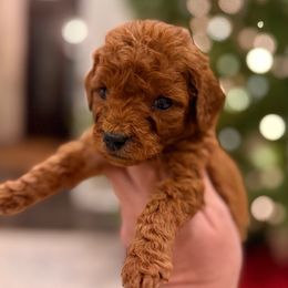 Boy 2 - Red  male Goldendoodle puppy in Meridian, Mississippi from Magnolia Poodles and Doodles