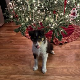 Boy 1 Chief - Black white and tan male Collie puppy in Citra, Florida from Faith Rough Collie’s
