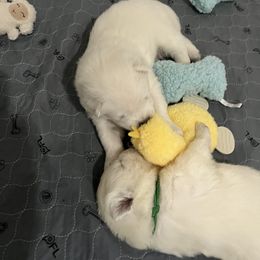 Samoyed Puppies from The Floof Brigade