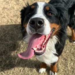 Rosie - Bernese Mountain Dog
