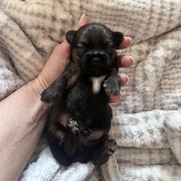 Elfie - Brown male Shihpoo puppy in Denver, Colorado from Angel babies