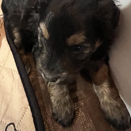Aussiedoodle Puppies from Cornerstone Aussiedoodle Dogs