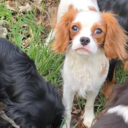 Penny - Cavalier King Charles Spaniel