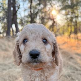Cedar - Apricot male Goldendoodle puppy in Redding, California from O’Hara  Doodles