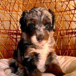 Prancer - Blue merle female Bernedoodle puppy in Pueblo, Colorado from Doodles of the Rockies