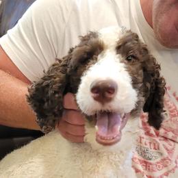 Timber - Bernedoodle