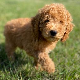 Bernedoodles, Cavapoos, Goldendoodles, and Poodles from Gravelle Family Farm