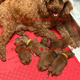 Jasper (black collar) - Red  male Poodle puppy in Boyes, Montana from Strawberry Poodle Patch