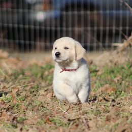 Golden Retriever Puppies from Golden Barnes Kennel