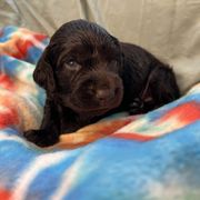 Reba - Chocolate female Boykin Spaniel puppy in Van Buren, Arkansas from Arklahoma Boykins