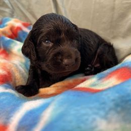 Reba - Chocolate female Boykin Spaniel puppy in Van Buren, Arkansas from Arklahoma Boykins