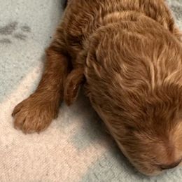 Poodles from Half-Acre Poodles