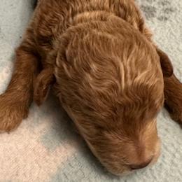 Poodles from Half-Acre Poodles