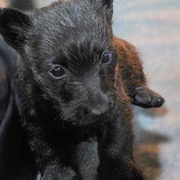 Boy 1 - Black male Scottish Terrier puppy in Seymour, Missouri from Fairview's Precious Pups