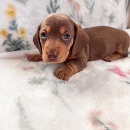 Kona - Chocolate and cream male Dachshund puppy in Jacksonville, Florida from Florida Dippin’ Dachshunds & Aussiedoodles