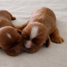 Boy 1 - Ruby male Cavalier King Charles Spaniel puppy in Le Roy, New York from Heirloom Cavaliers