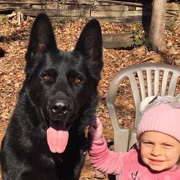 German Shepherds and Rottweilers from El Dorado
