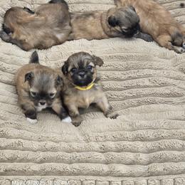 Shih Tzu Puppies from Borderland's Kennel