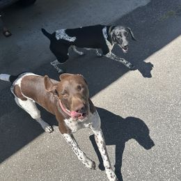 Phoenix - Weimaraner
