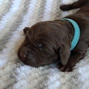 Boykin Spaniel Puppies from DrWatson Boykin Spaniels