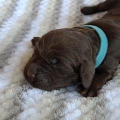 Boykin Spaniel Puppies from DrWatson Boykin Spaniels