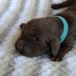 Boykin Spaniel Puppies from DrWatson Boykin Spaniels