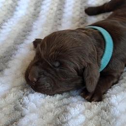 Boykin Spaniel Puppies from DrWatson Boykin Spaniels