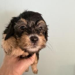 Girl 2 - Phantom female Goldendoodle puppy in Longs, South Carolina from Mermaids Lair Doodles